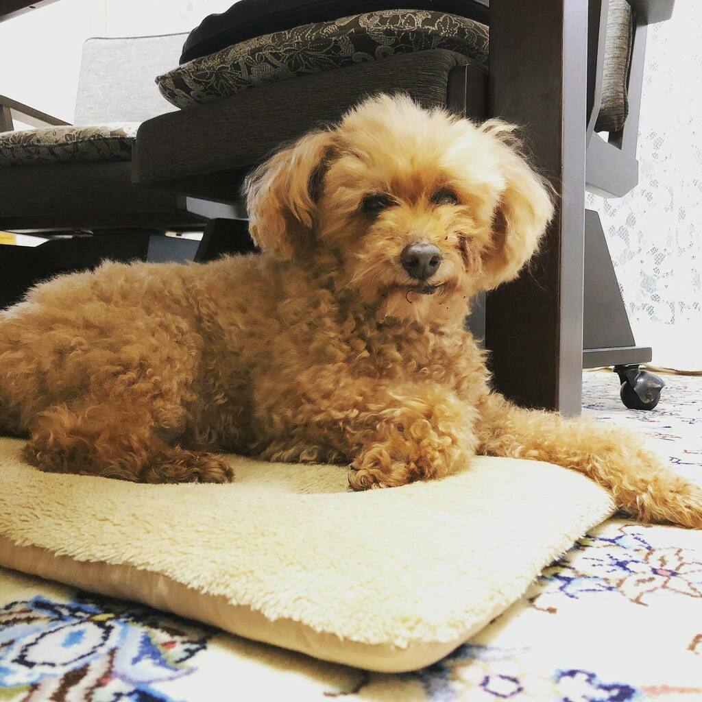 funnyfunnybunny's tweet photo. おじいワン。
#ltlm #トイプードル https://t.co/fX6BJcyYcR https://t.co/q7YAifCF5L