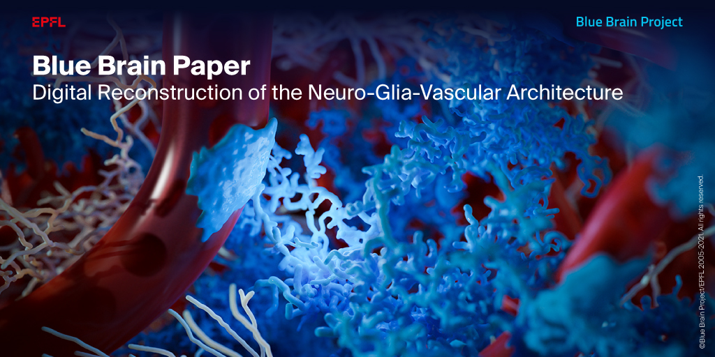 Digital reconstruction of the brain’s power source!

Find out more – actu.epfl.ch/news/first-dig… 
Read the Paper published in Cerebral Cortex - academic.oup.com/cercor/article…
Explore the Neuro-Glia-Vasculature Portal - bbp.epfl.ch/ngv-portal/  

#insilico  #opensource