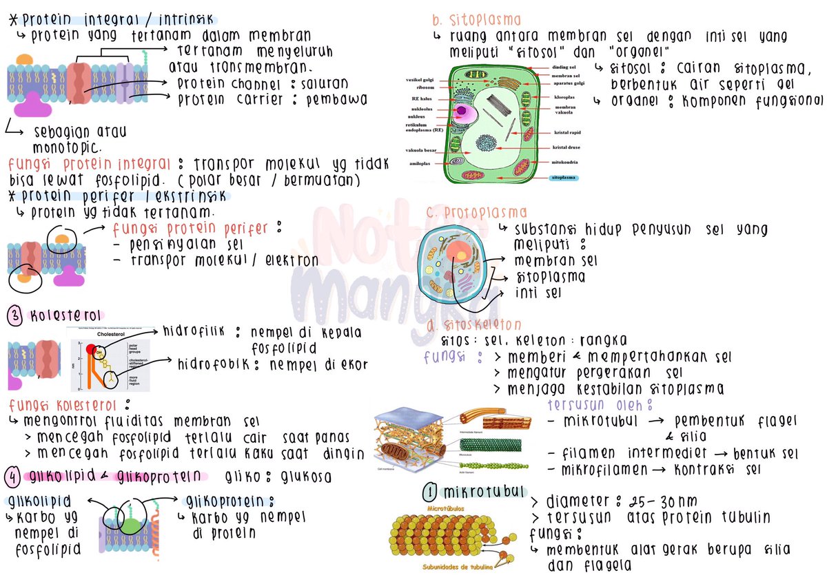 notesmangka's tweet photo. [Catatan by Aya]

Catatan Biologi Kelas 11
📚Materi sel

Sc : ruangguru
Link gdrive : https://t.co/d7tQWEesPP

Semoga bermanfaat bestie<3 https://t.co/BcDaufBwlo