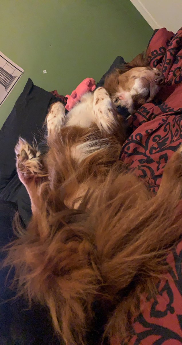 StrvwberryFvnta's tweet image. These two goobers make every single day better..🐕‍🦺🦮🥺🥰 #dogsfordays #otisandbelle #humanmomanddogmom #lifeisbetterwitharescue #pittmix #novascotianducktoller