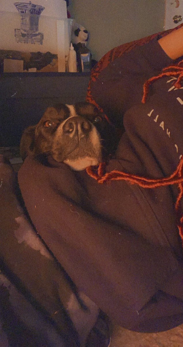 StrvwberryFvnta's tweet image. These two goobers make every single day better..🐕‍🦺🦮🥺🥰 #dogsfordays #otisandbelle #humanmomanddogmom #lifeisbetterwitharescue #pittmix #novascotianducktoller