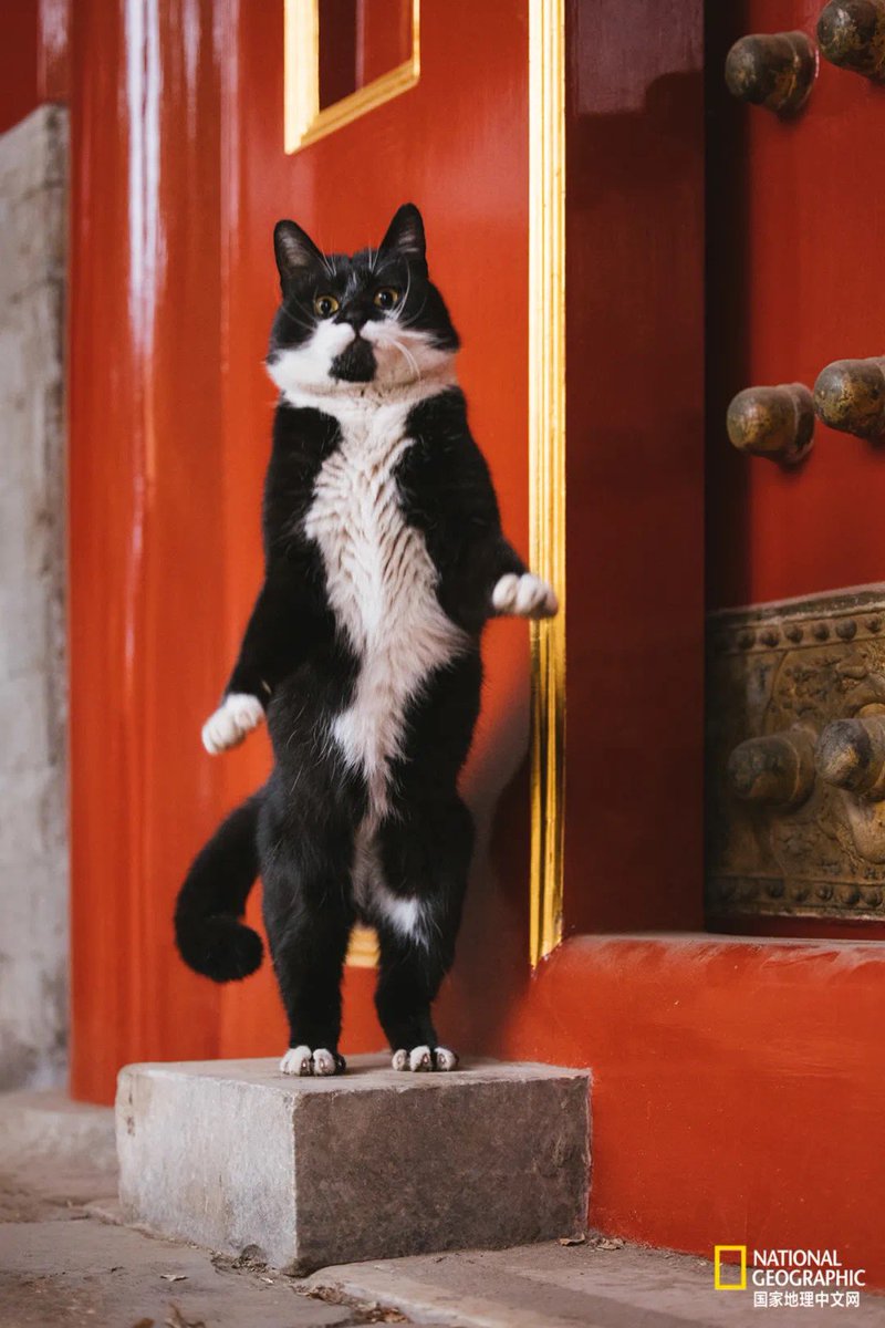 🐱Cats in the Forbidden City, Beijing.
📷by Ke Cha.

Cats reside at #ForbiddenCity since Ming dynasty.Previous emperors even established a special department-Cats Room,for control of rodent infestation.