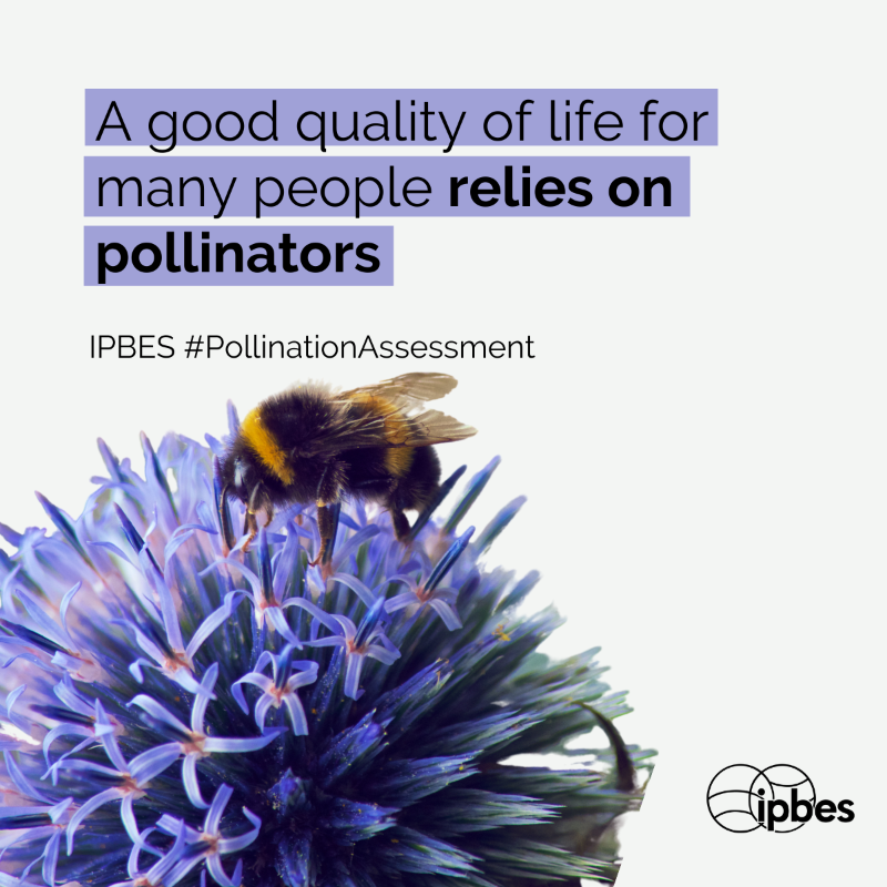 IPBES's tweet photo. We depend on bees and other #pollinators for our quality of life.

🐝🦋🦇🐦

They play a vital role in maintaining our food security, contribute to biodiversity and support other ecosystem services.

Learn more with @IPBES #PollinationAssessment