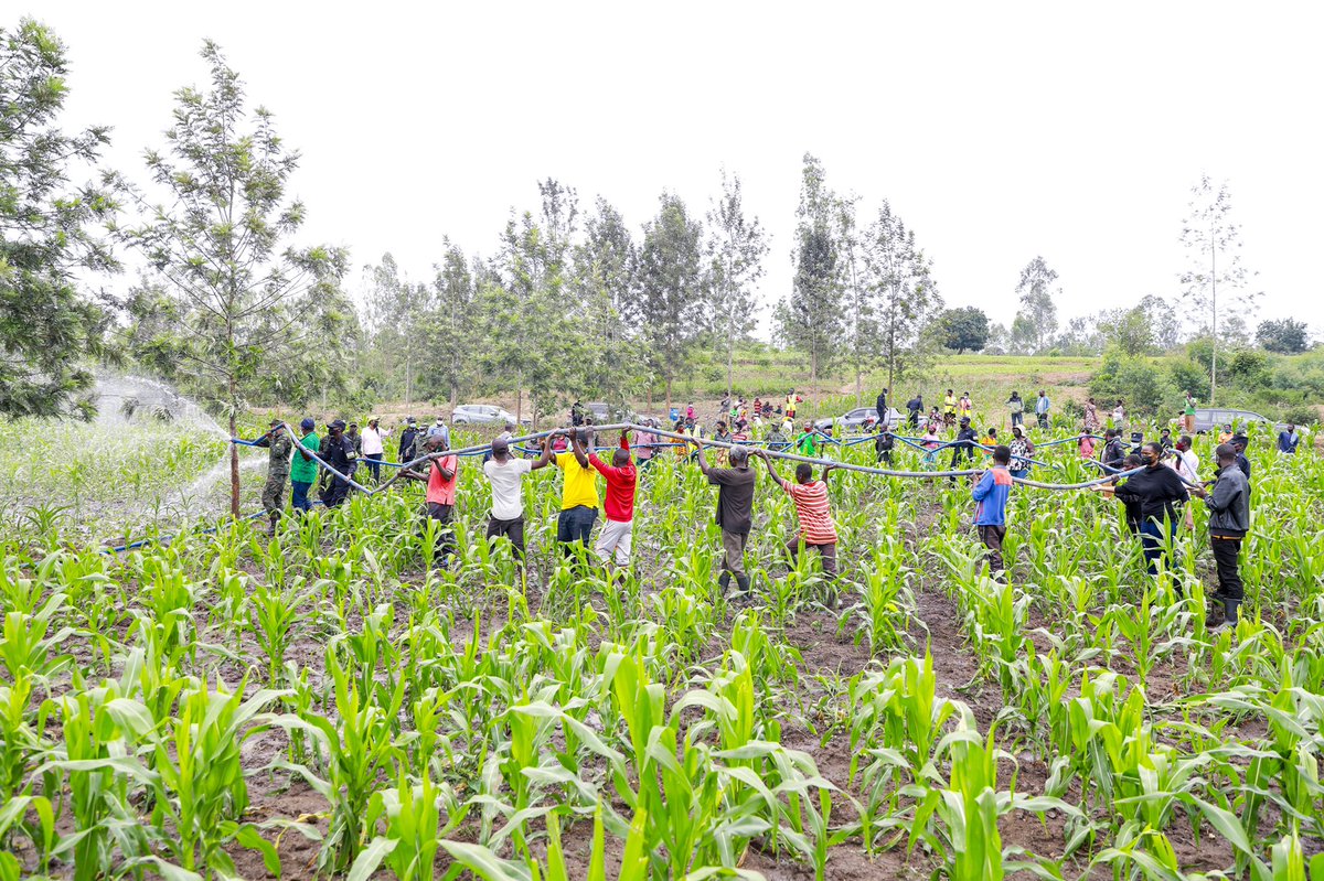 Ministry of Agriculture & Animal Resources |Rwanda tweet media