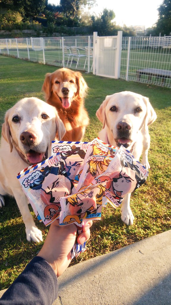 引退犬 Twitter Search Twitter 引退犬 Twitter Search Twitter