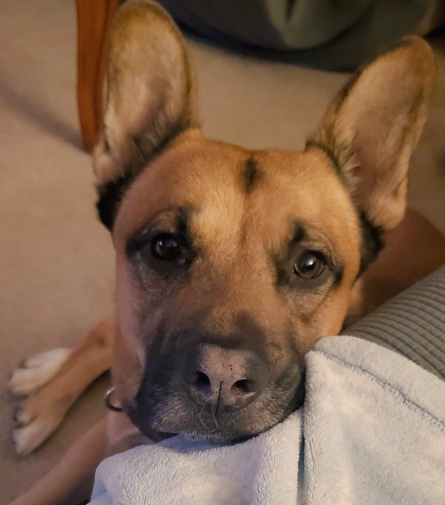 ChrisCulhane44's tweet photo. Happy birthday Loki https://t.co/NP0cbntLkU