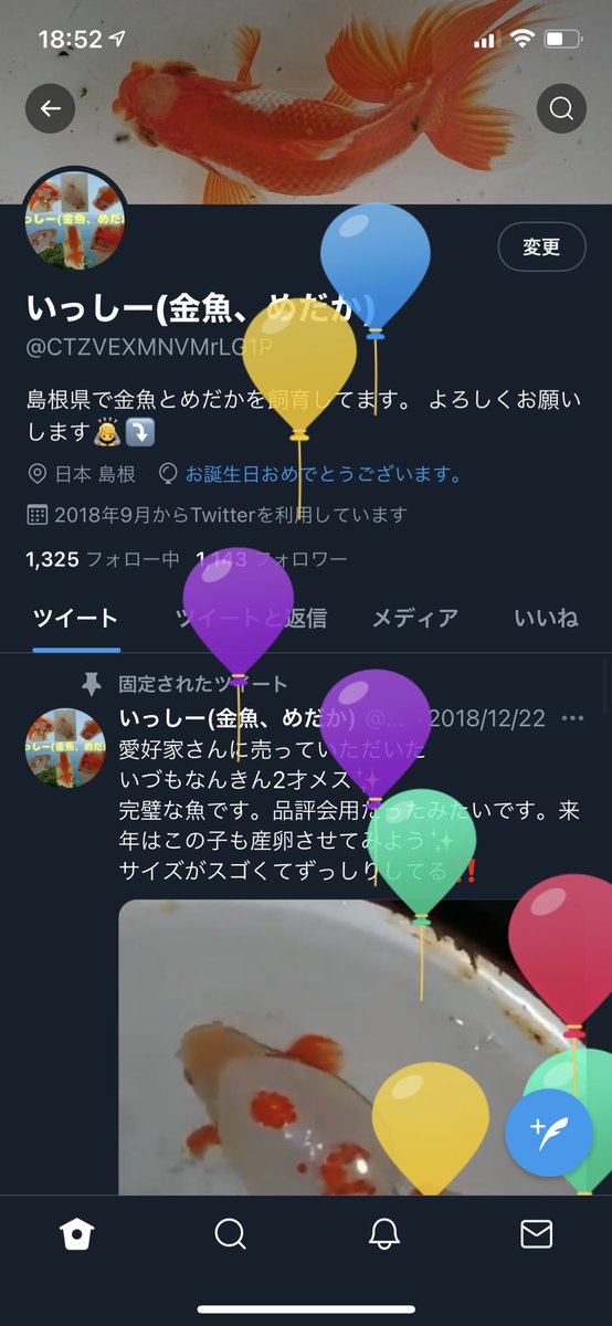 いっしー 金魚 めだか Ctzvexmnvmrlg1p Twitter