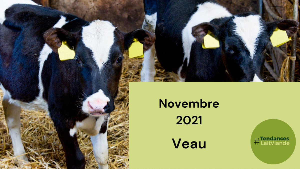 #VeauDeBoucherie 🐮🥩

Les #CoursDesVeauxDeBoucherie🐮🥩 ont poursuivi leur forte #hausse↗, dépassant 📈 les #NiveauxDePrix des années précédentes.

+ d'infos : tendances-lait-viande.fr
#EconomieDesFilièresHerbivores