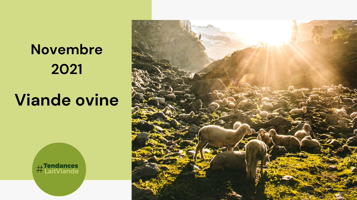 #ViandeOvine 🥩🐑  

Les #disponibilités toujours limitées en #ViandeOvine🥩🐑 sur le #MarchéIntérieurFrançais 🇫🇷. Les #importations restent faibles, en provenance du #Royaume-Uni 🇬🇧 et de #Nouvelle-Zélande 🇳🇿.

+ d'infos : tendances-lait-viande.fr
#EconomieDesFilièresHerbivores