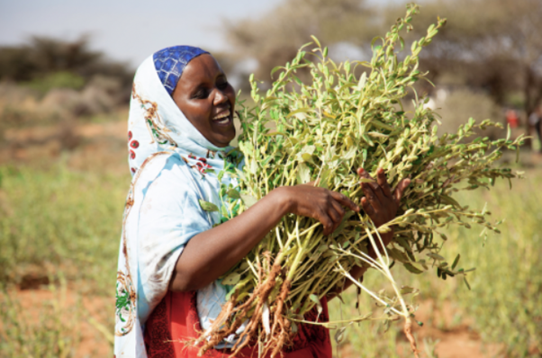 FAOAfrica's tweet photo. The 27th Session of the African Commission on Agricultural Statistics starts today. Why is it important? Because quality statistics help guide better policies and measure progress towards the #SDGs 

See the agenda 👉 https://t.co/fkbQrw8Cbk 

#AFCAS #AFCAS2021 @FAOstatistics https://t.co/2FnFp80jjc