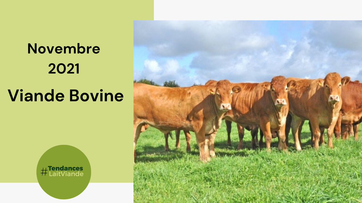 #ViandeBovine 🥩🐂

Les #PrixDesBovinsFinis🐂 poursuivent leur hausse ↗ sur un #MarchéEuropéen 🇪🇺 en manque ↘ de #viande🥩. 

+ d'infos : tendances-lait-viande.fr
#EconomieDesFilièresHerbivores