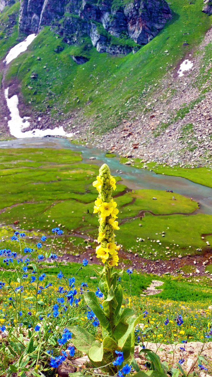 PakistanDestin2's tweet photo. Shounter Valley, Kashmir
خوبصورت ترین وادی 🌹💗💚🏔

#KsClick
#PakistanBeautiful
#PDT

Video Link 👇
https://t.co/HIZYhvhSWW https://t.co/XqqxZvKsIM