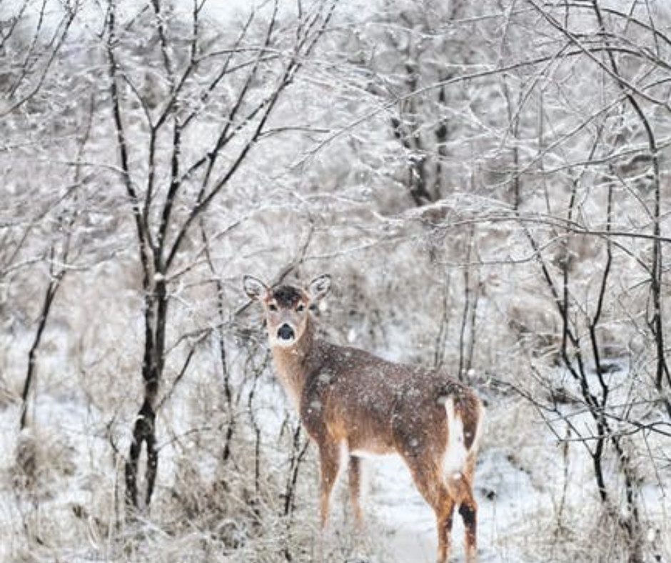 SpeedyBlaze2's tweet photo. Good Luck Deer Hunters on finding your big buck!! We hope you stay warm and stay safe!!
#openingday #deerseason #goodluckhunters #staysafe https://t.co/F3pf9BHBYb