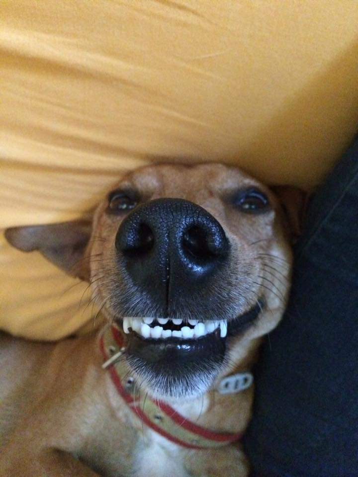 aifega's tweet photo. @lidlespana Odie ♥️ https://t.co/r06ptIoqYu