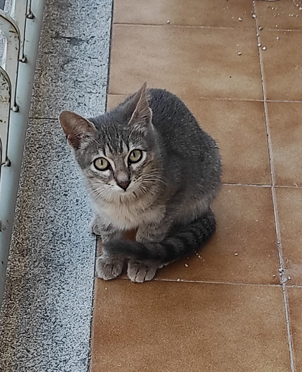 SaGatonera's tweet photo. Luba, en adopció! #AdoptaNoCompris #Esterilitza #SiguesResponsable adopcions@sagatonerablanes.cat Femella, 5 mesos, abandonada a una colònia amb tota la seva població esterilitzada https://t.co/f0Lji6xLo5 https://t.co/JBQao6yOKg