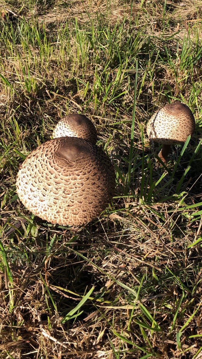 Merce_Stellae's tweet photo. #epocadesetas dar paseos #naturaleza 🍄🍄🍄 https://t.co/dwufAIjUT9