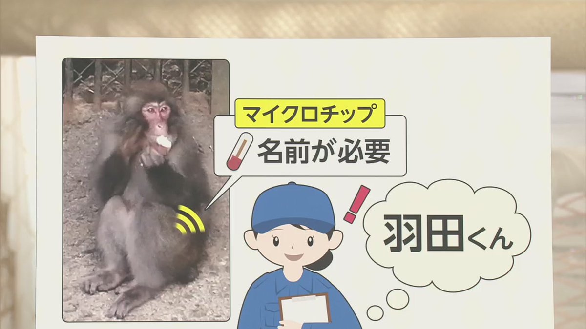 ニホンザル ニホンザル