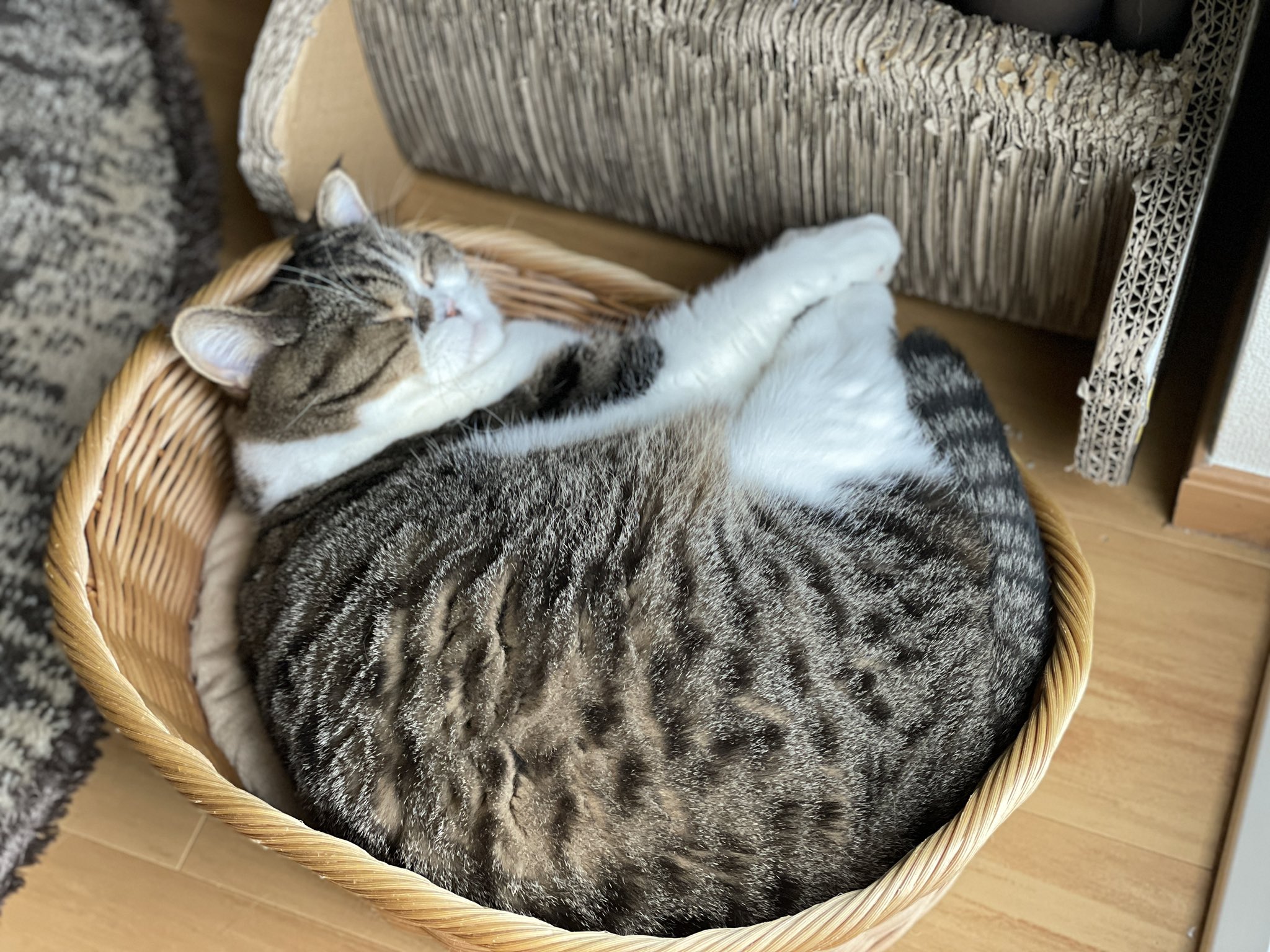 オワリ 保護猫施設ボランティア Kyoukaraowari Twitter