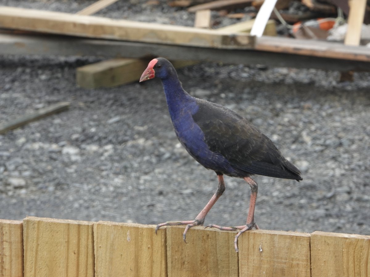 ZeeOneNZ's tweet image. Pukeko fence walking, looking for food below.  #Birdwatching  #Auckland  #Pukeko