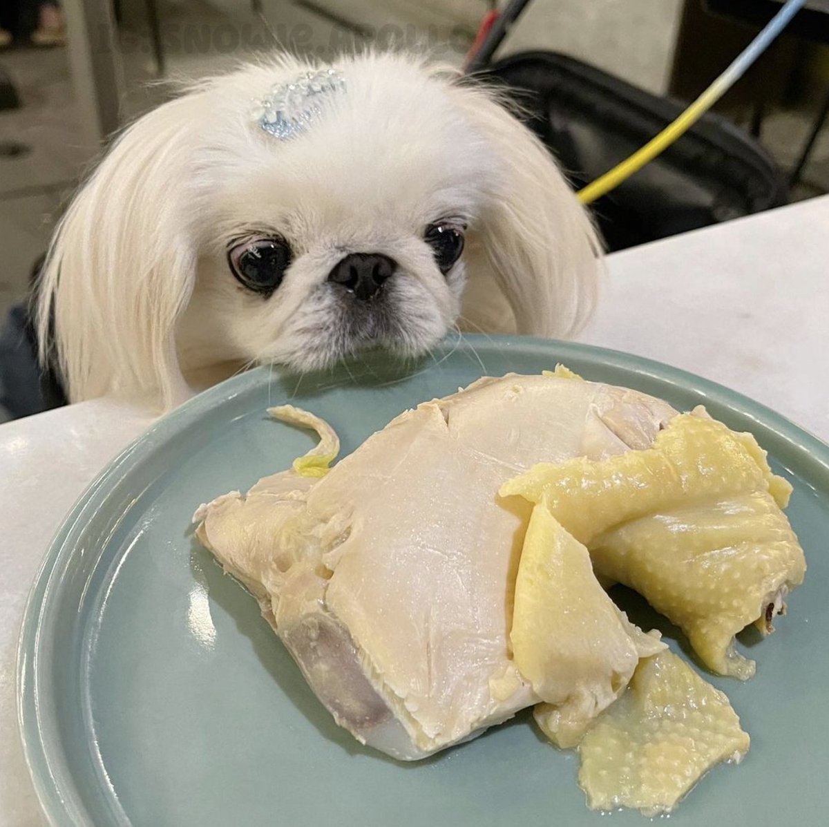 Quédate con quien te mire como esta perrita mira al pollo