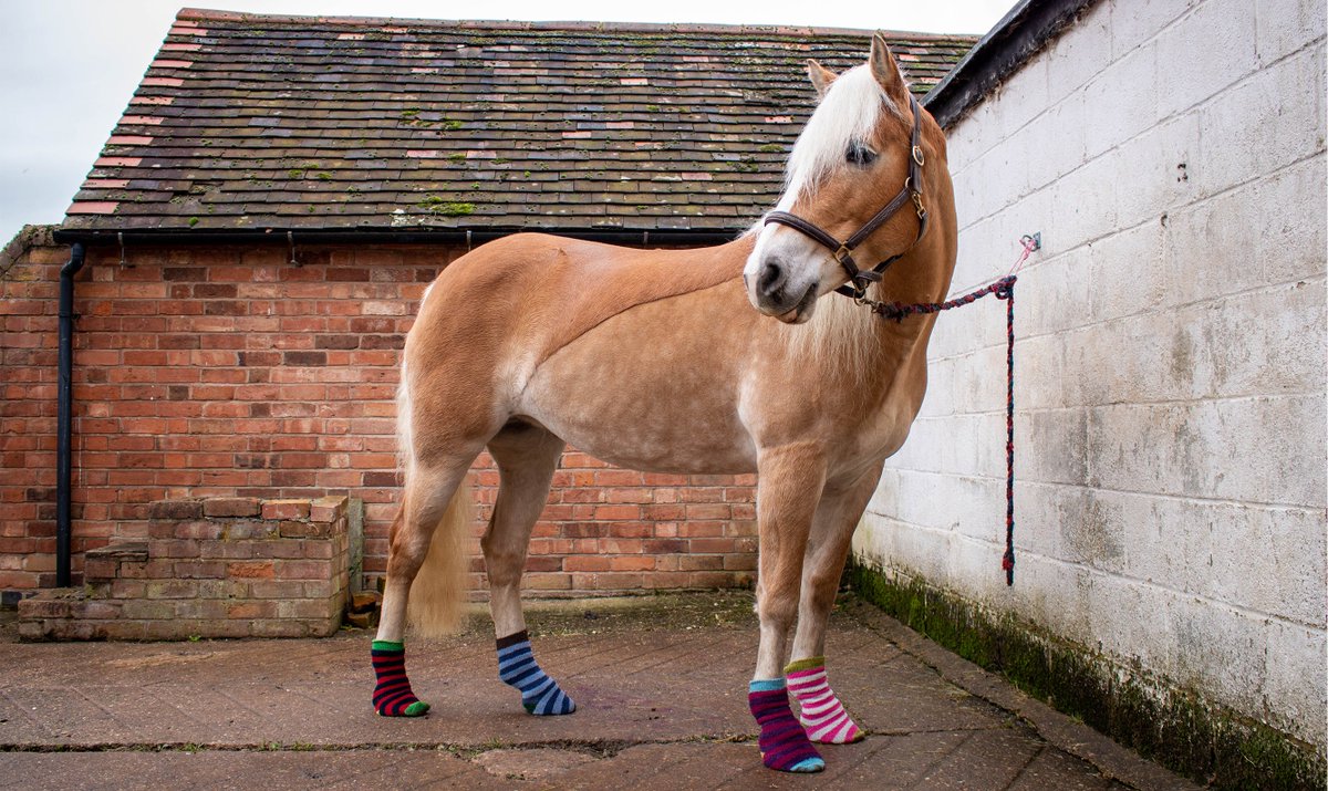 British Equestrian tweet media