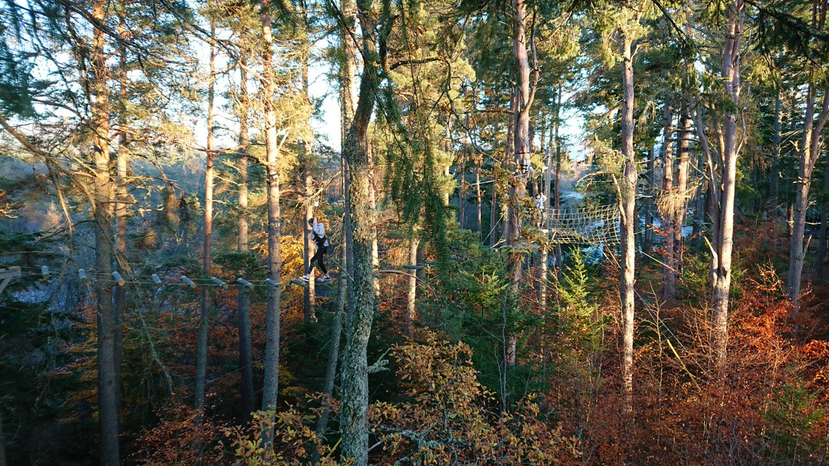 iye_scot's tweet image. Don't you just love autumn colours?  Some cracking photos from TreeZone Aviemore, taken at the weekend.

#treezone #inyourelement #wildscotland #visitcairngorms #visitaviemore #rothiemurchus

iye.scot/treezone-aviem…