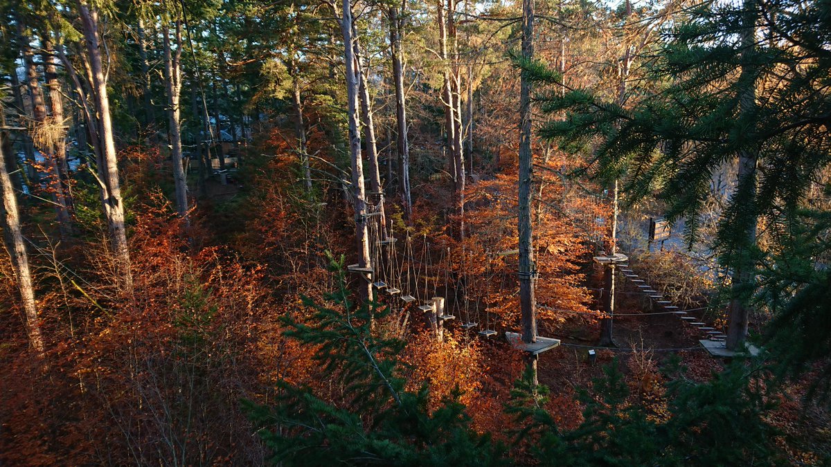 iye_scot's tweet image. Don't you just love autumn colours?  Some cracking photos from TreeZone Aviemore, taken at the weekend.

#treezone #inyourelement #wildscotland #visitcairngorms #visitaviemore #rothiemurchus

iye.scot/treezone-aviem…