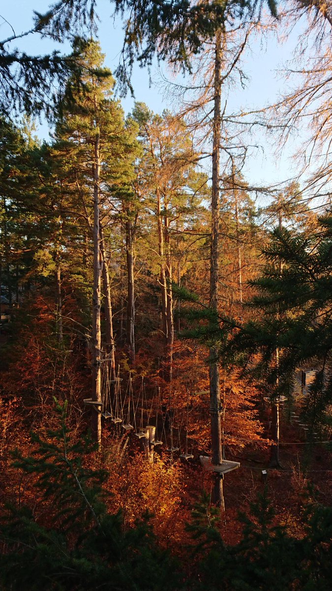 iye_scot's tweet image. Don't you just love autumn colours?  Some cracking photos from TreeZone Aviemore, taken at the weekend.

#treezone #inyourelement #wildscotland #visitcairngorms #visitaviemore #rothiemurchus

iye.scot/treezone-aviem…