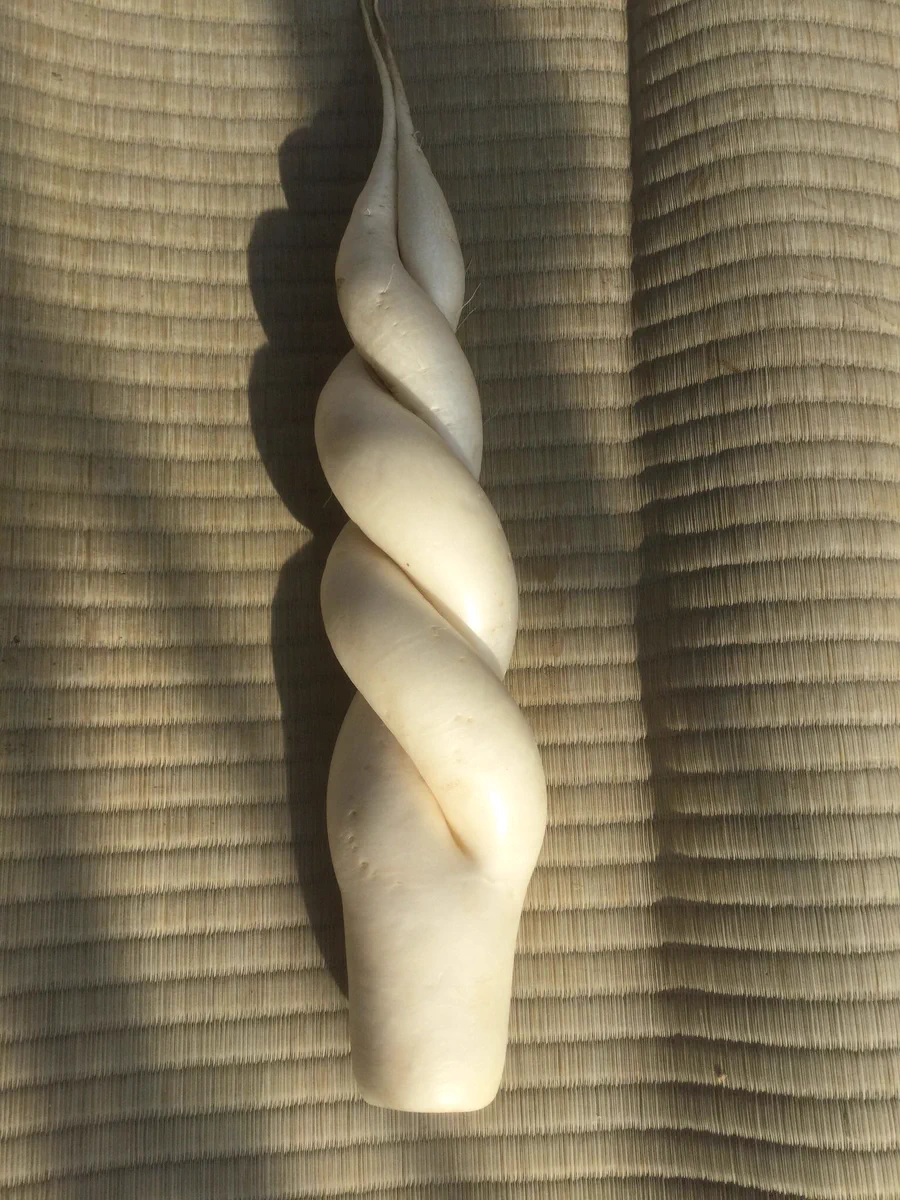 3年連続ディフェンディングチャンピオン！ヘンテコというより芸術的な大根！