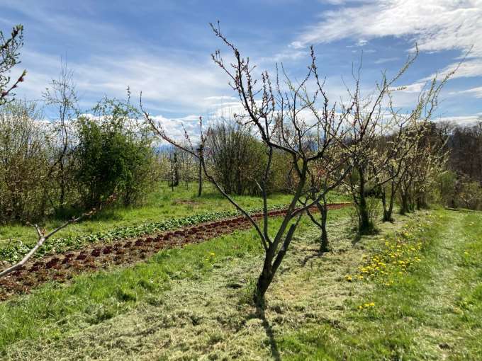 Comment la permaculture peut-elle s’adapter à l’entreprise agricole pour la soutenir? Dans le cours "Regarder la permaculture autrement" (29 nov.) des ateliers-débats à choix permettront d’aborder certains thèmes techniques sous l’angle de la permaculture.
bioactualites.ch/actualites/age…