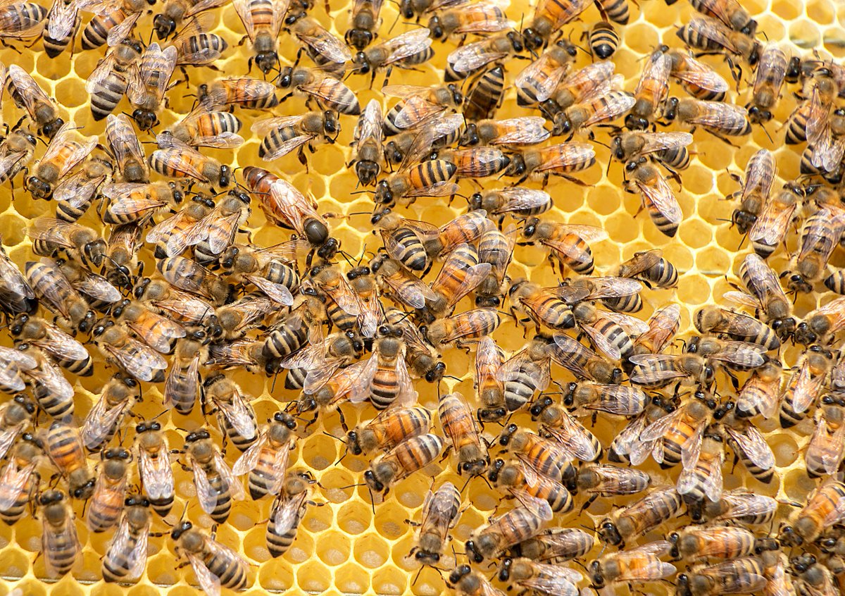 AlltechSpain's tweet photo. TOP 1️⃣ Semanal ➡️🐝 ¿Cómo puede ayudar BEE-SACC a la correcta nutrición de la colmena?

Está formulado para lograr un mayor vigor y desarrollo en la colmena, aumentar la población de crías y reducir el estrés durante los niveles bajos de polen.

▶️ https://t.co/s1hqkmap8X https://t.co/ZJraXLrtfK