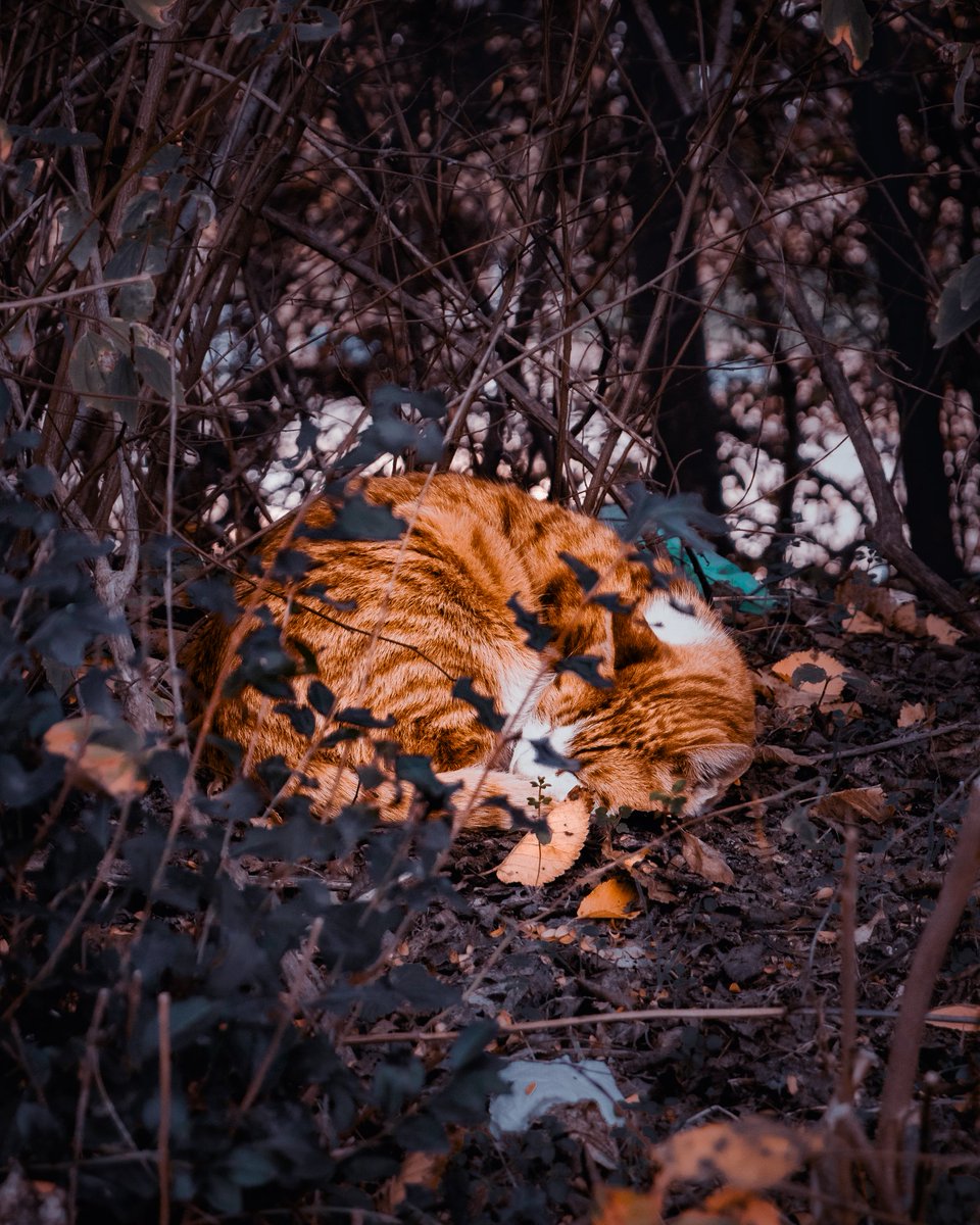 Did I violate the rights of this cat when I photographed her sleeping without her approval?
___
#CatsOnTwitter #cats #cat #CatsOfTwitter #photography #photos #photo #photooftheday #photoshop #lightroom
