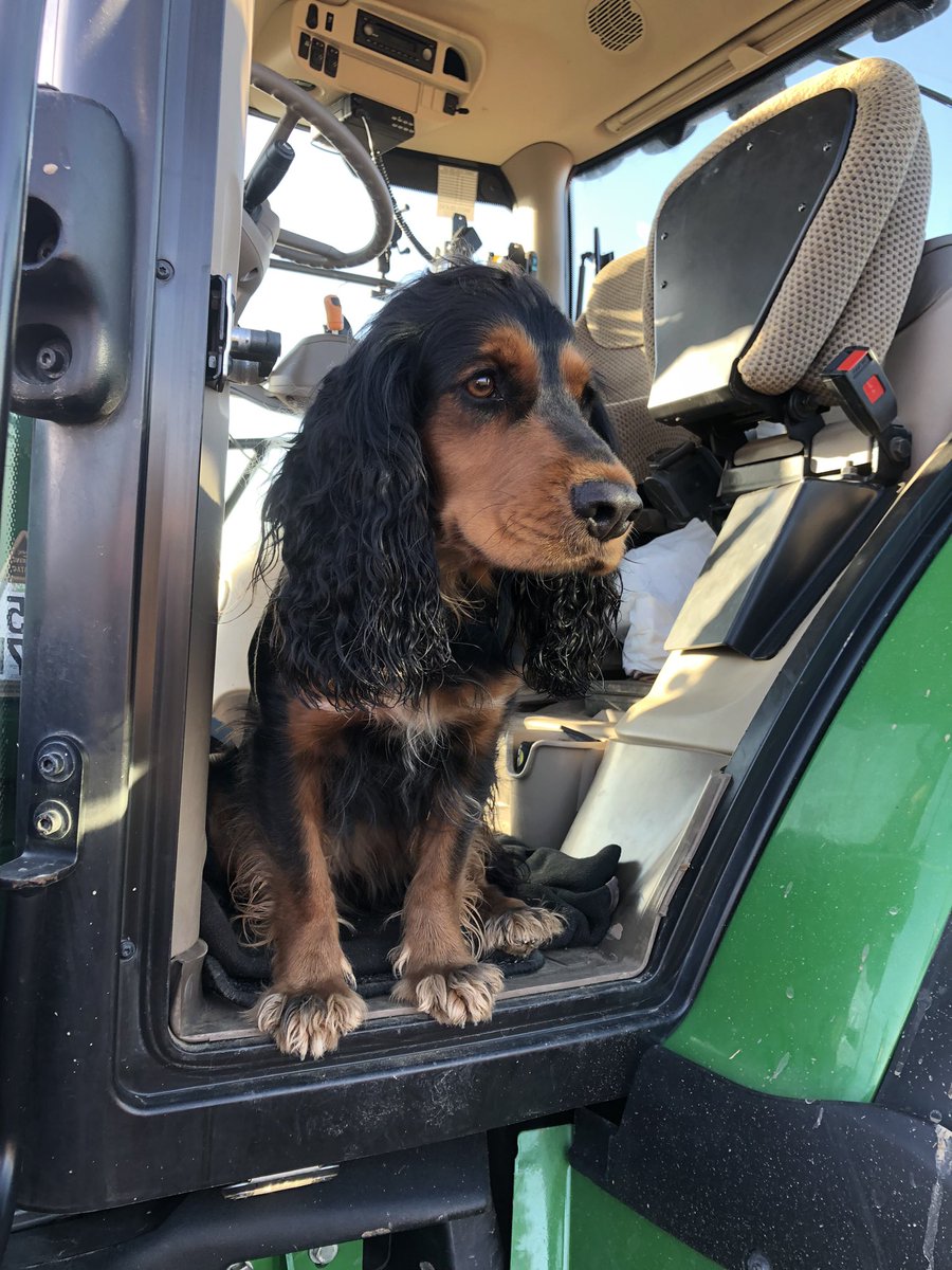 Back drilling wheat in crazy conditions for mid November on land that was destined for sugar beet next spring, with wheat at £200/t for spring’23, no thanks <a href="/BritishSugar/">British Sugar</a> please try harder. <a href="/NFUSugar/">NFU Sugar</a>