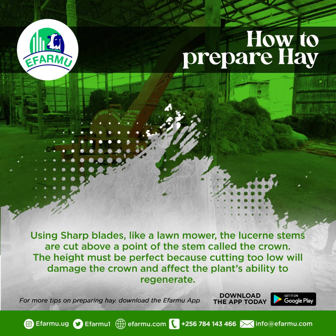 The future is digital
Download the Efarmu app for all your record keeping
#Efarmuapp
#Digitalisingfarming