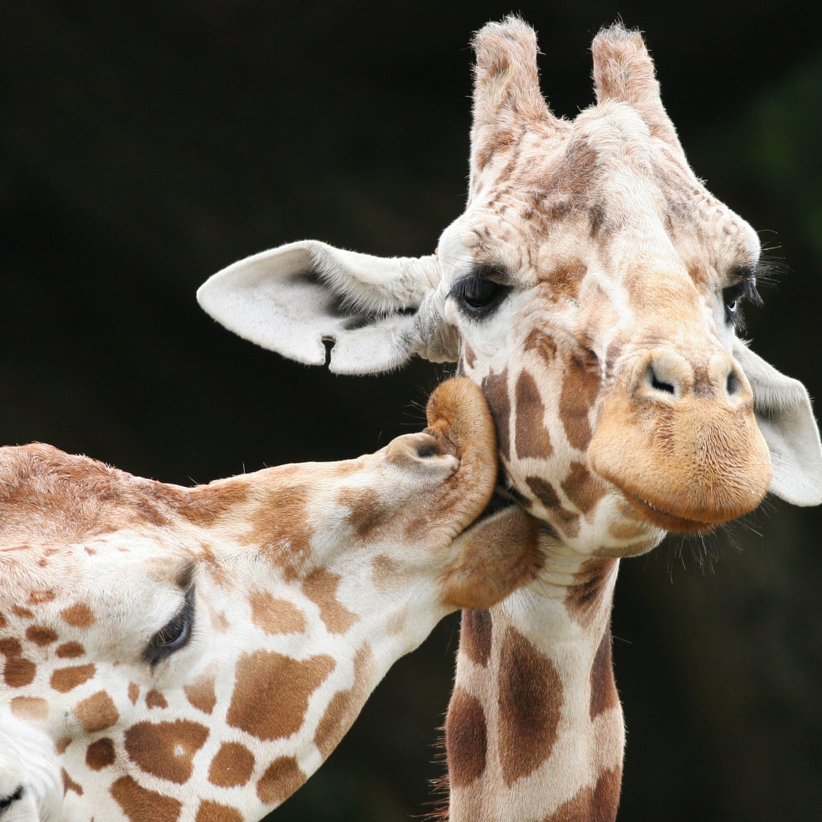 Alex_andtheAnts's tweet photo. I can't stand when homophobes argue that being #LGBTQ is unnatural - not only is it natural in people, it's natural in animals too! 🏳️‍🌈

Same sex sexual behaviour has been observed in over 1,500 animal species, including primates, snakes and sea stars! #2021EBE #behaviour https://t.co/Ld2Hu7OmFl