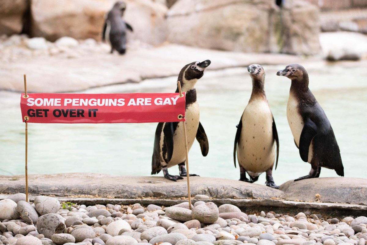 Alex_andtheAnts's tweet photo. I can't stand when homophobes argue that being #LGBTQ is unnatural - not only is it natural in people, it's natural in animals too! 🏳️‍🌈

Same sex sexual behaviour has been observed in over 1,500 animal species, including primates, snakes and sea stars! #2021EBE #behaviour https://t.co/Ld2Hu7OmFl