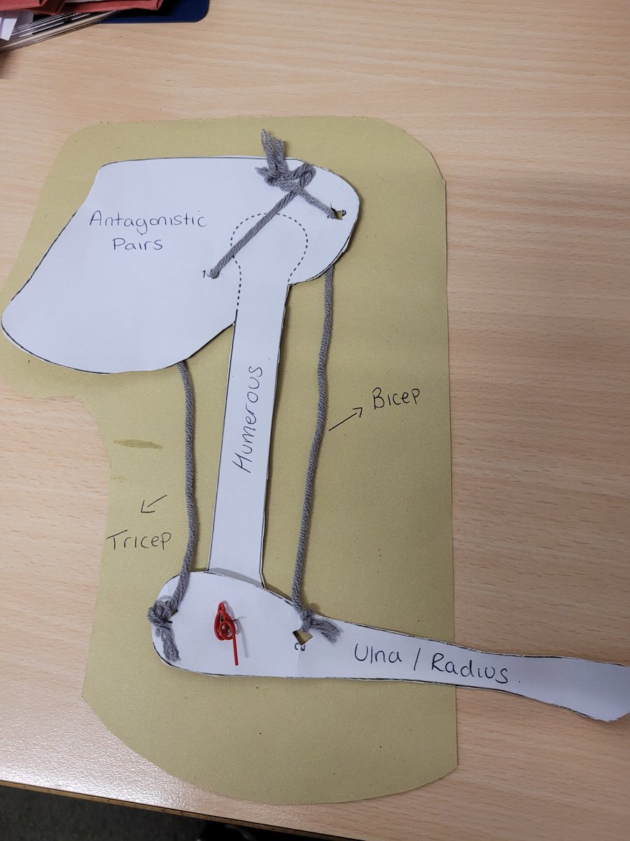 BremerSport's tweet photo. Yr10 GCSE PE have been learning about antagonistic pairs and types of muscle contractions in their lessons today by making their own models💪  #maketheorypractical #GCSEPE https://t.co/bkUC9vd5n9