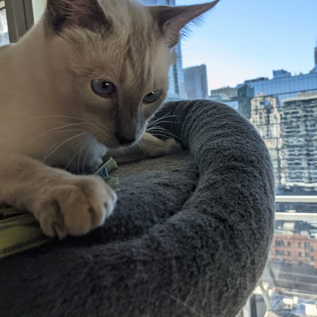 SparkySteps's tweet photo. Bring it on! Iβm ready π
#cats #catsofchicago #catslove #meow #catsitters #picoftheday #catoftheday https://t.co/8pt4XxiBLk
