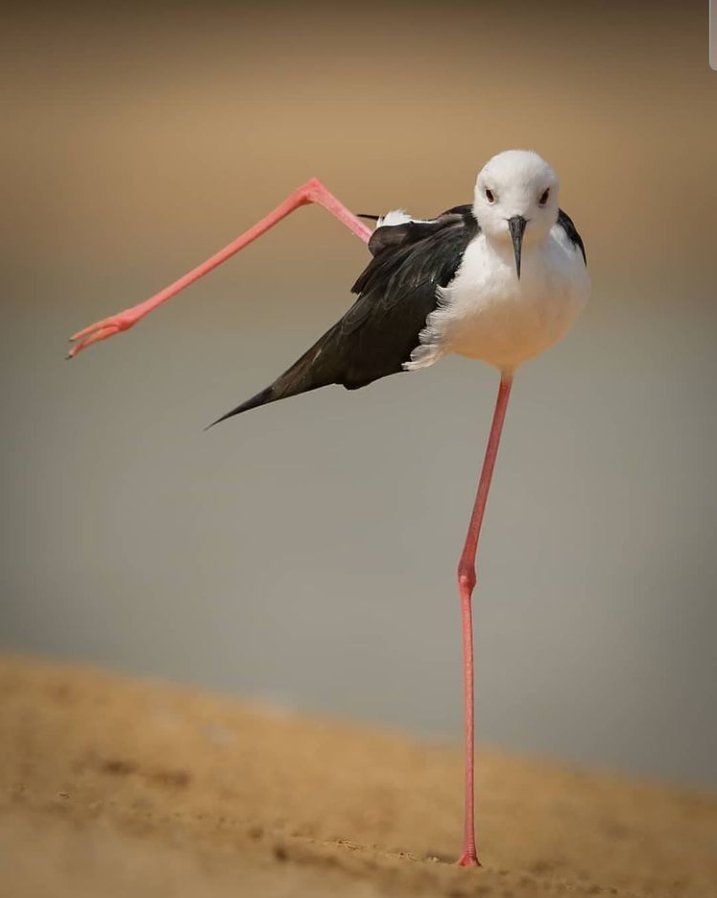 Ste_ve_9's tweet photo. Acrobatics!
A blessed week for you🌹

#nature #NaturePhotography https://t.co/ClAuO9w6oy