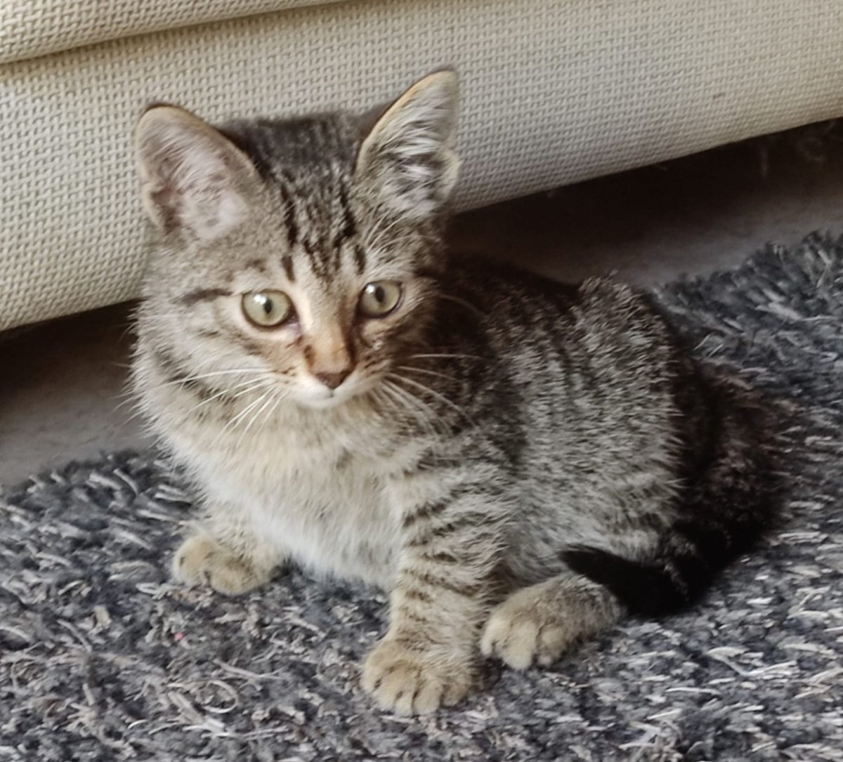 SaGatonera's tweet photo. Archivaldo, Wenceslao i Adelino, 3 mascles, rescatats de diferents colònies en procés de control. Busquen una familia que els adopti #AdoptanoCompris #SiguesResponsable #Esterilitza #CES adopcions@sagatonerablanes.cat https://t.co/N4shtc6uyl https://t.co/Hcwn1NKWej