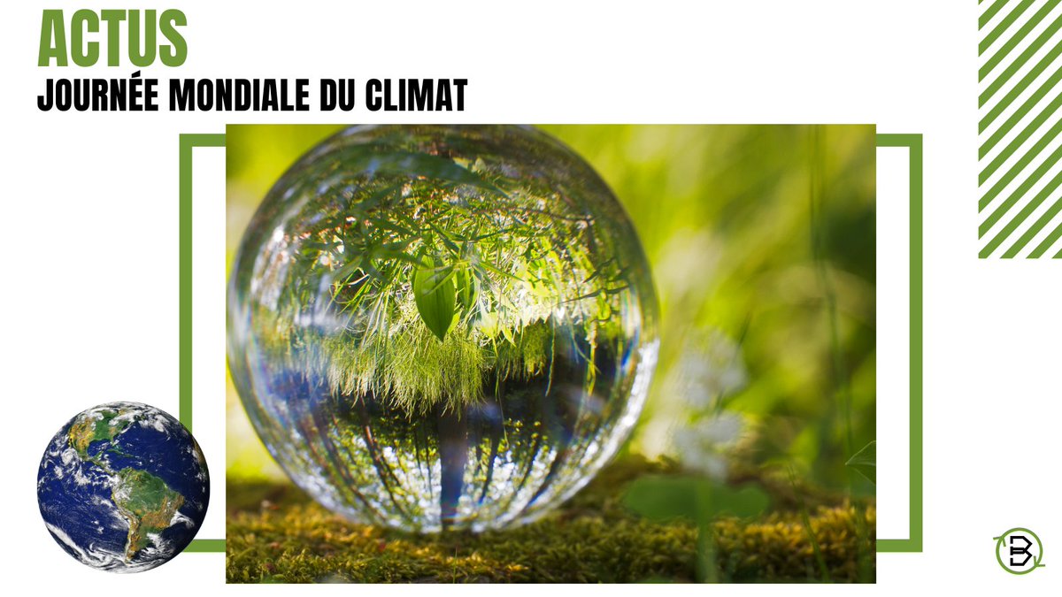 Backacia tweet media