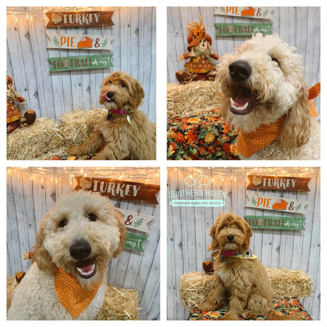 DrEm_HavenVet's tweet photo. 🌾🍁HAPPY••FALL••Y’ALL🧣☕️🏈🥧⠀⠀⠀⠀⠀⠀⠀⠀⠀⠀⠀⠀⠀⠀⠀⠀⠀⠀⠀⠀⠀⠀⠀⠀⠀⠀⠀
💡Don’t Forget: #SHVC Fall Photoshoot! 🍁 🍂 ⁣⁣⠀⠀⠀⠀⠀⠀⠀⠀⠀⠀⠀⠀⠀⠀⠀⠀⠀⠀⠀⠀⠀⠀⠀⠀⠀⠀⠀
⁣ https://t.co/qPh5HRwNed