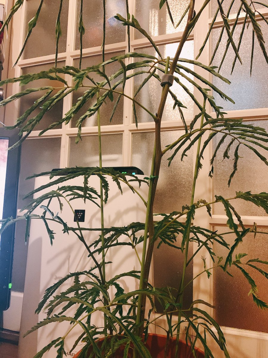 iamadui's tweet photo. 早く帰ったから掃除して断捨離してご飯作って植物拭いて完璧な夜を迎えてしまった😮
これこの前買ったエバーフレッシュ
夜だから寝てる。鉢探さなきゃ〜 https://t.co/0ktso3CDTH