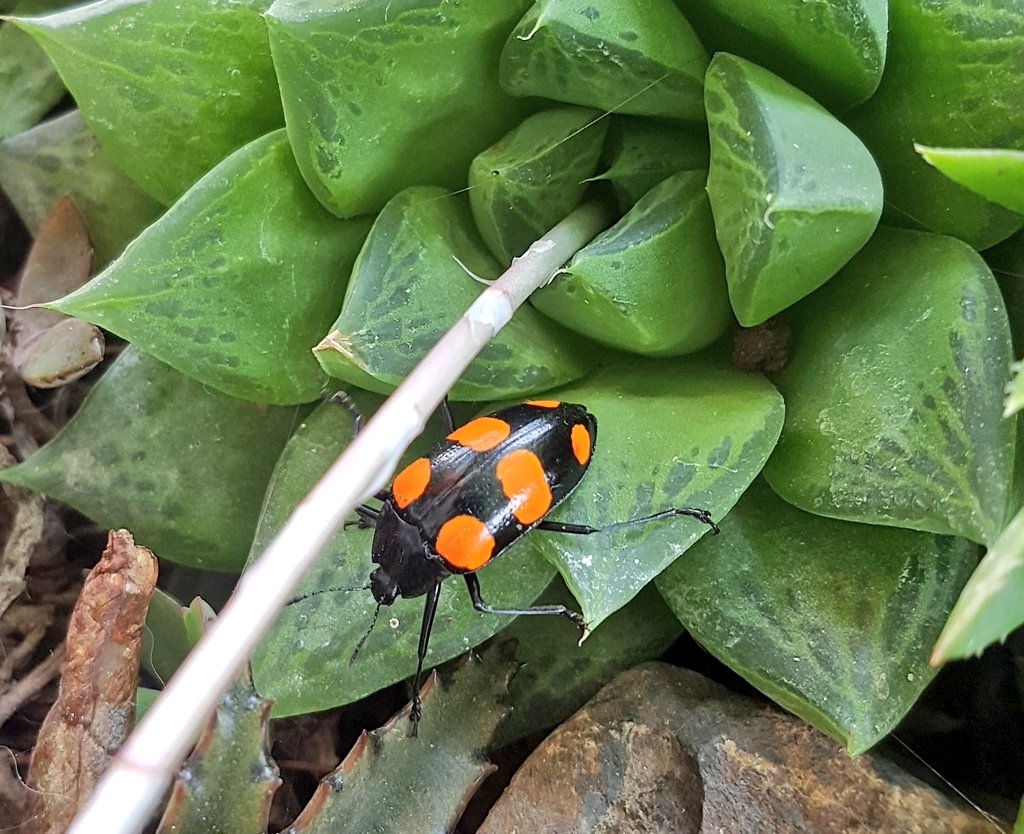 rachelbowenart's tweet photo. I find some crazy insects around the house. Found this beauty on the floor so I took him out to my garden to live it's best life. #whatinsectisthis #whatbugisthis #bugslife #insects #insect https://t.co/B1Vuqkkqm4