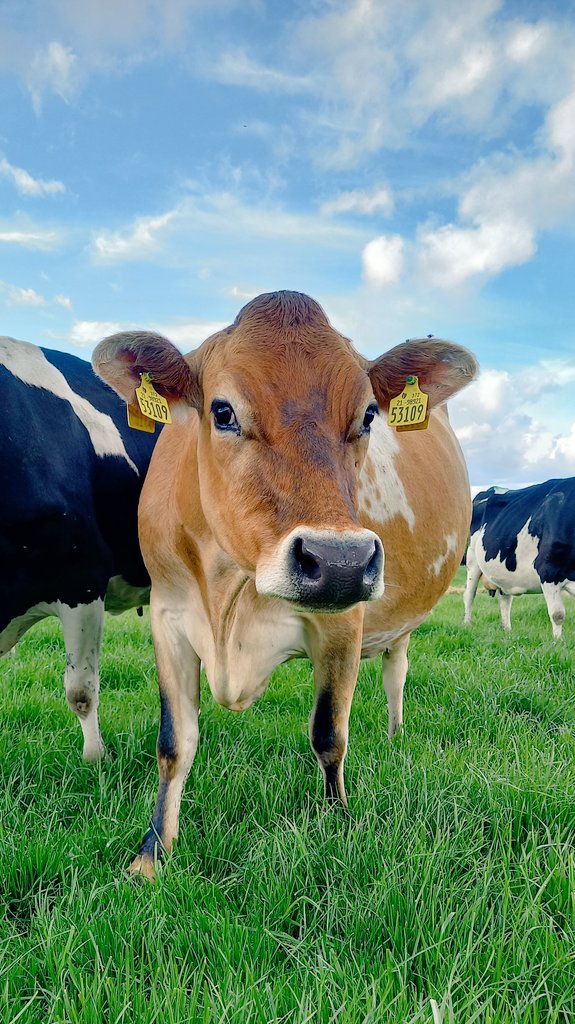 🌱🌱🌱#igafbdstudent🌱🌱🌱
<a href="/IrishGrassland/">Irish Grassland Association CLG (IGA)</a> <a href="/fbd_ie/">FBD Insurance</a>