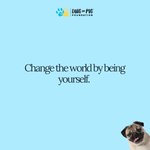 Photo by Doug The Pug Foundation (@DTPfoundation)