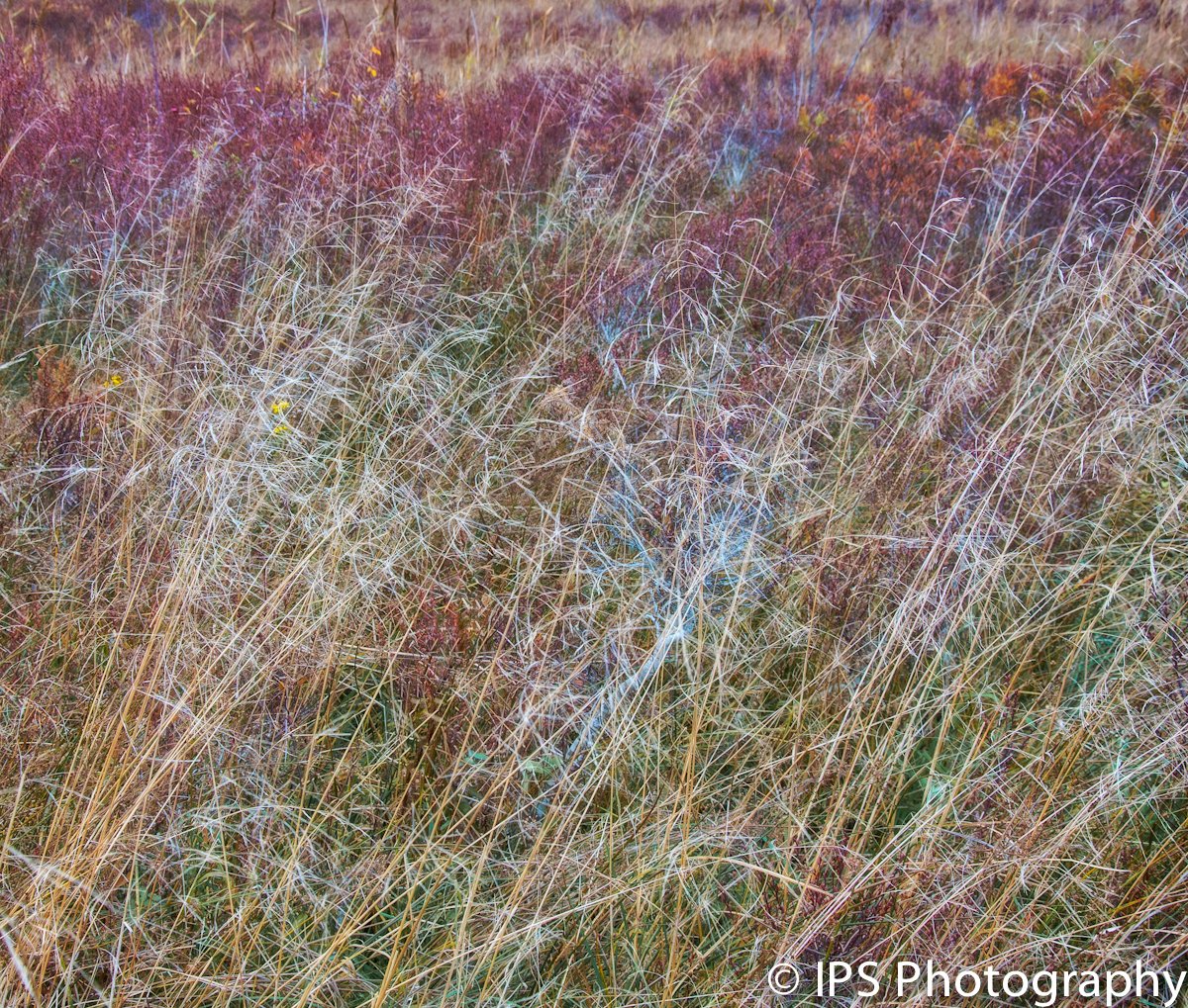 A picture of the grassland around Auchnerran in the Cairngorms.

A range of products - prints, homeware, stationery etc - featuring this image are available at my Red Bubble site.

redbubble.com/studio/promote…

Please like and share if you feel inclined to!