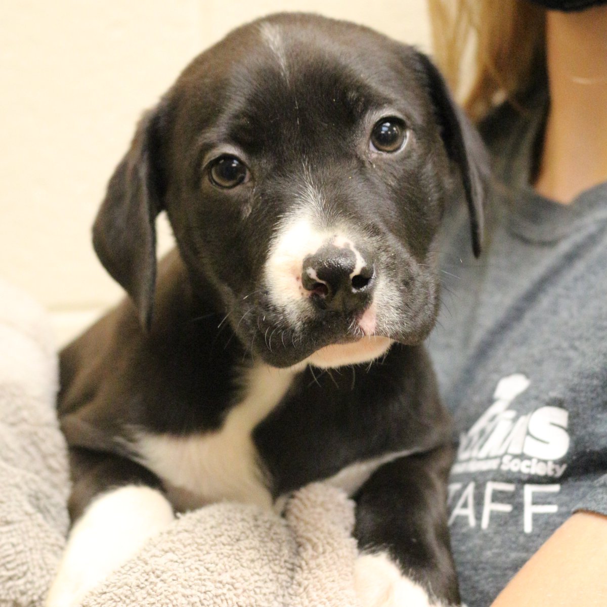 kshumanesociety's tweet photo. Who are you taking to Thanksgiving dinner? 

Pumpkin Pie, Turkey, Mash Potato, and Green Bean Casserole are all ready for their forever homes. 
Give us a call at (316) 524-9196 to place a hold on any of them.
Visit https://t.co/bWzwrgAkK8 to view all of our available dogs. https://t.co/2uDMvbdnIh