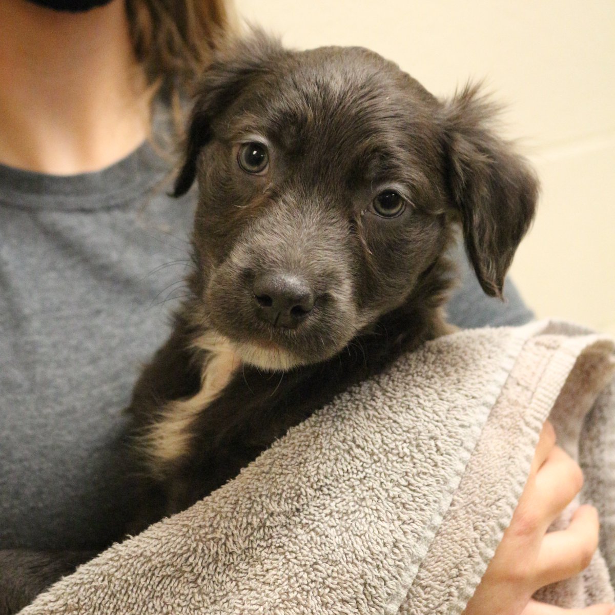 kshumanesociety's tweet photo. Who are you taking to Thanksgiving dinner? 

Pumpkin Pie, Turkey, Mash Potato, and Green Bean Casserole are all ready for their forever homes. 
Give us a call at (316) 524-9196 to place a hold on any of them.
Visit https://t.co/bWzwrgAkK8 to view all of our available dogs. https://t.co/2uDMvbdnIh