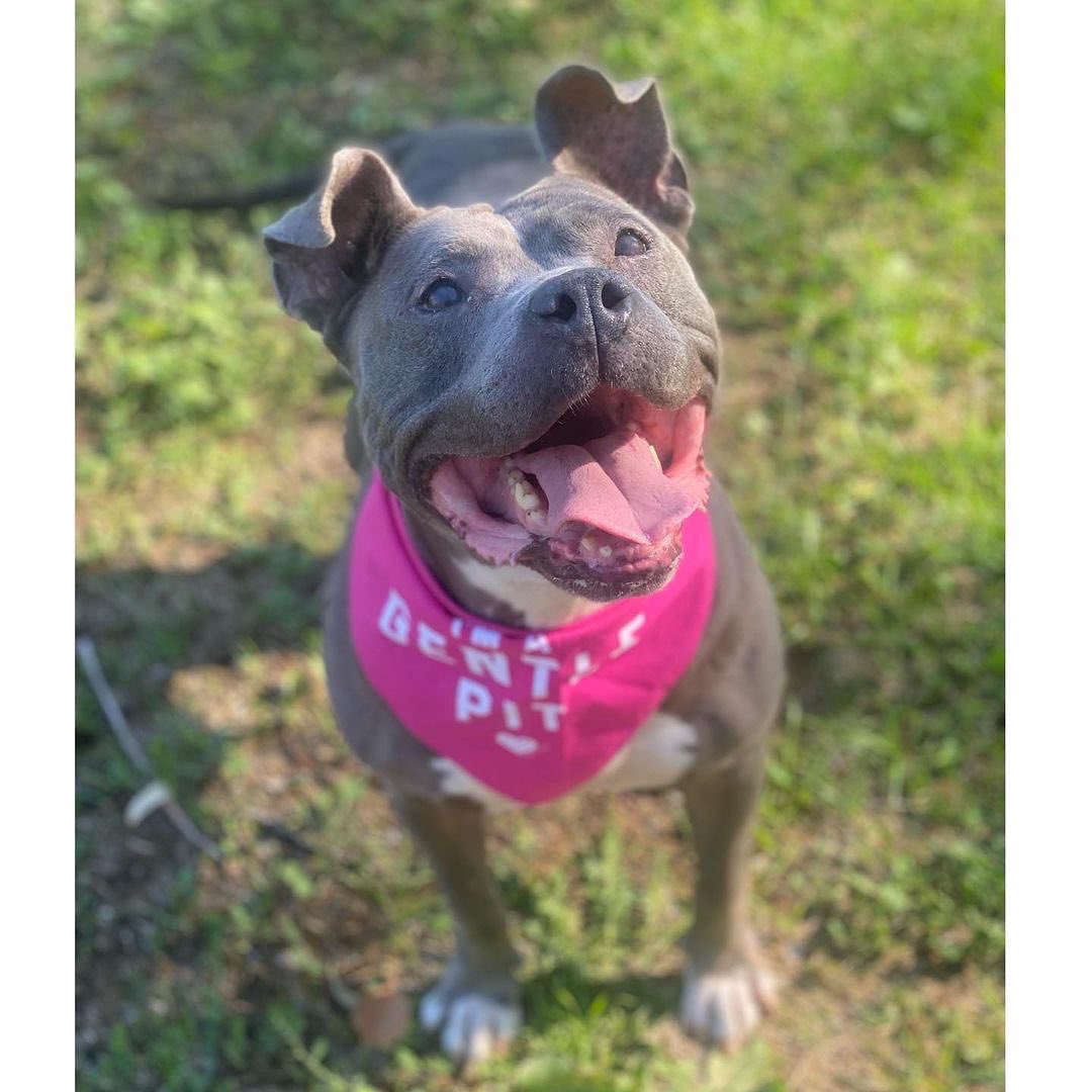 The Gentle Pit tweet media
